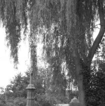 Black & white willow in the cemetery